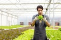 A farmer harvests veggies from a hydroponics garden. organic fresh grown vegetables and farmers laboring in a greenhouse with a