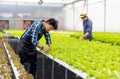 A farmer harvests veggies from a hydroponics garden. organic fresh grown vegetables and farmers laboring in a greenhouse with a