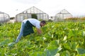 Farmer harvests zucchini on a vegetable field of the farm