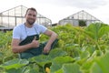 Farmer harvests zucchini on a vegetable field of the farm