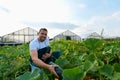 Farmer harvests zucchini on a vegetable field of the farm