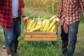 The farmer helped to raise the crates containing sweet corn harvested in the corn fields. Farmers harvest sweet corn in the corn