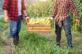 The farmer helped to raise the crates containing sweet corn harvested in the corn fields. Farmers harvest sweet corn in the corn