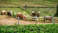 Farmer herd buffaloes to cattle pen Royalty Free Stock Photo