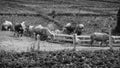 Farmer herd buffaloes to cattle pen Royalty Free Stock Photo