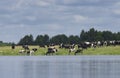 The farmer herd of cows is grazed