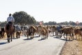 Farmer with herd of cows near Carrascal del Obispo, Spain