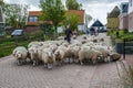 Farmer with a herd of sheep walking across a street Royalty Free Stock Photo