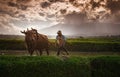 The Farmer and His Cow in West Sumatra Royalty Free Stock Photo