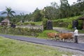 Farmer and his cows