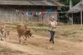 Farmer with his cows in Laos