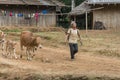 Farmer with his cows in Laos