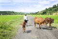 Farmer with his cows on the way home