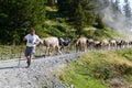 Farmer with his herd of cows