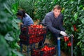 Farmer with Hispanic wife harvesting tomatoes in greenhouse Royalty Free Stock Photo