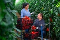 Farmer with Hispanic wife harvesting tomatoes in greenhouse Royalty Free Stock Photo