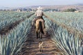 Farmer on his horse walking in his agave seed Royalty Free Stock Photo