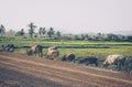 A farmer and his water buffaloes walk along a road, in rural Thailand. Sunrise in rural near the town of Buffalo