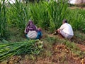 A farmer and his wife cutting grass for the grass for the cattle in rural india