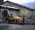 farmer with his wife and their cattle in Svaneti - Still today are sledges used for transportatins