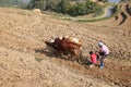 Farmer and Son Struggle to Plow Field, Bhutan