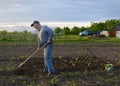 Farmer hoeing vegetable garden