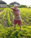 Farmer hoeing vegetable garden Royalty Free Stock Photo