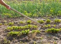 Farmer hoeing vegetable garden Royalty Free Stock Photo