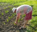 Farmer hoeing vegetable garden Royalty Free Stock Photo