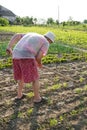 Farmer hoeing vegetable garden Royalty Free Stock Photo