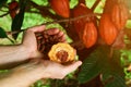 Farmer hold cacao seeds Royalty Free Stock Photo