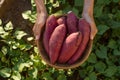 Farmer hold Fresh sweet potato product in wood basket Royalty Free Stock Photo