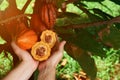 Farmer hold open cacao pod Royalty Free Stock Photo