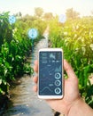 Farmer hold a smartphone on a background of a field with a pepper. Agricultural startup. Automation and crop quality improvement.