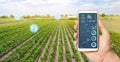 Farmer hold a smartphone on a background of a field with a pepper plantations. Agricultural startup. Automation and crop quality