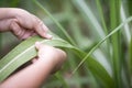 A farmer hold the sugarcane leaf in the sugarcane field Royalty Free Stock Photo