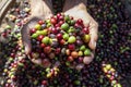 Organic arabica coffee with farmer harvest in farm.harvesting arabica coffee berries by agriculturist hands