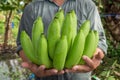 Farmer holdin bananas at his banana garden