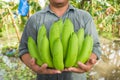 Farmer holdin bananas at his banana garden Royalty Free Stock Photo