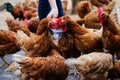 Farmer holding animal feed in white bowl for many chicken hen