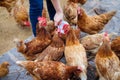 Farmer holding animal feed in white bowl for many chicken hen