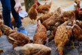 Farmer holding animal feed in white bowl for many chicken hen