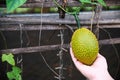 Farmer holding baby jackfruit in his organic farm Royalty Free Stock Photo