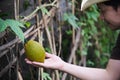 Farmer holding baby jackfruit in his organic farm Royalty Free Stock Photo