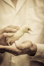 Farmer Holding a Baby Turkey