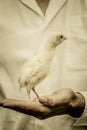 Farmer Holding a Baby Turkey