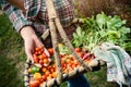 Farmer holding a basket with fresh picked vegetables Royalty Free Stock Photo