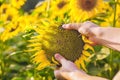 The farmer is holding a blossoming sunflower in his hands and is checking on the field.