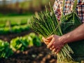 Farmer holding a bunch of asparagus in an agricultural field. Growing and harvesting leafy vegetables in the autumn season Royalty Free Stock Photo