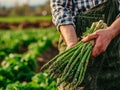 Farmer holding a bunch of asparagus in an agricultural field. Growing and harvesting leafy vegetables in the autumn season Royalty Free Stock Photo